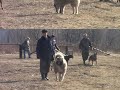 Елены Анатольевны.