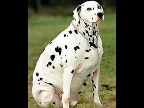 The Dalmatians - What Has Love Taught You The Dalmatians - What Has Love Taught You