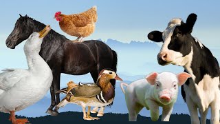Animais Da Fazenda - Vaca - Galinha - Porco - Cavalo - Pato - Som Dos Animais