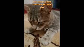 Совет Дня #Cat #Shortscats #Tiktok #Юмор #Смех #Приколы #Жиза