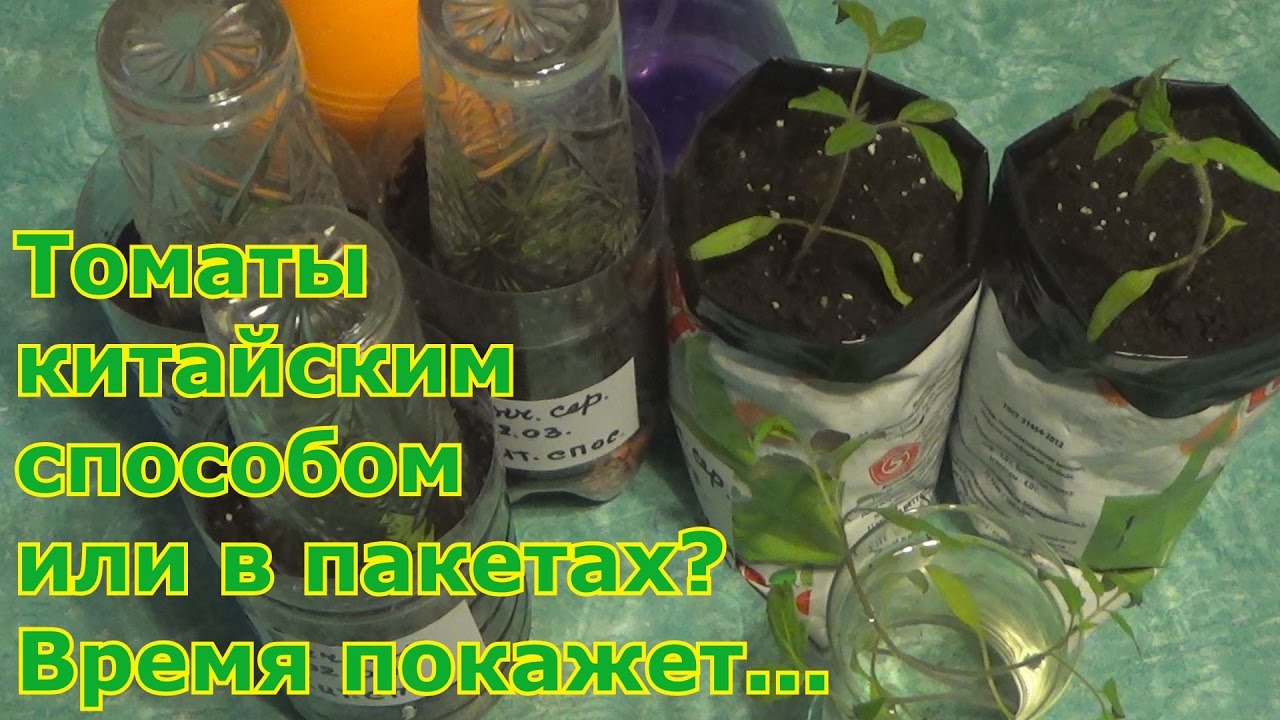 Китайский метод выращивания рассады 30