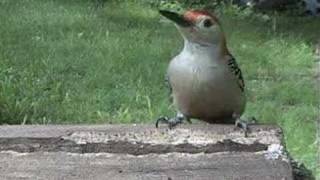 Red Bellied Wood Pecker Speaks