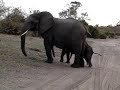 Baby elephant sneezes and scares himself.