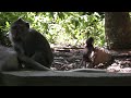 Bali - Ubud - Sacred Monkey Forest Sanctuary