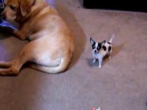 Big Dog LIttle Dog
