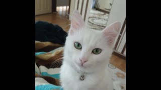 Kedi̇m Araba Kullandi Araba Kullanan Kedi̇