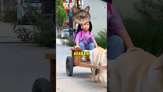 Köpek Kızı Evine Bırakıyor.
