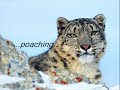 Endangered Species