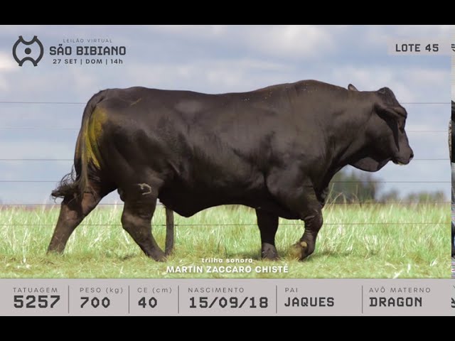 TOUROS BRANGUS - LEILÃO VIRTUAL SÃO BIBIANO 2020