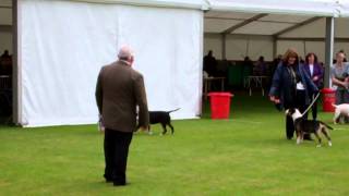Bath Champ Show 2013 Best In Breed Bull Terrier