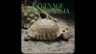 Turtle Or Turtoise?
