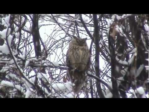 Long-eared Owls - January 2011 - Carignano (TO) Italy