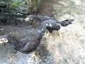 jual ayam aduan