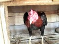 jual ayam aduan