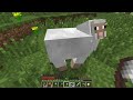 Minecraft Tropicraft Ep 7 In Search Of Sheeps Minecraft Tropicraft Ep 7 In Search Of Sheeps