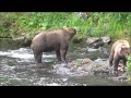 Alaskan Brown Bears