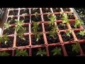Tomato plants at 40 days post germination using the Jump Start Electric Greenhouse System