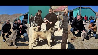 Si̇vasta Kangala Hi̇zmet İçi̇n Yarişma Yapmak İsti̇yoruz Ama Bi̇zi̇ Engellemeye Kalktilar
