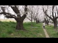 さいたまお花見散歩道①～熊谷桜堤