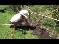 planting out tomatoes with biodegradable frame