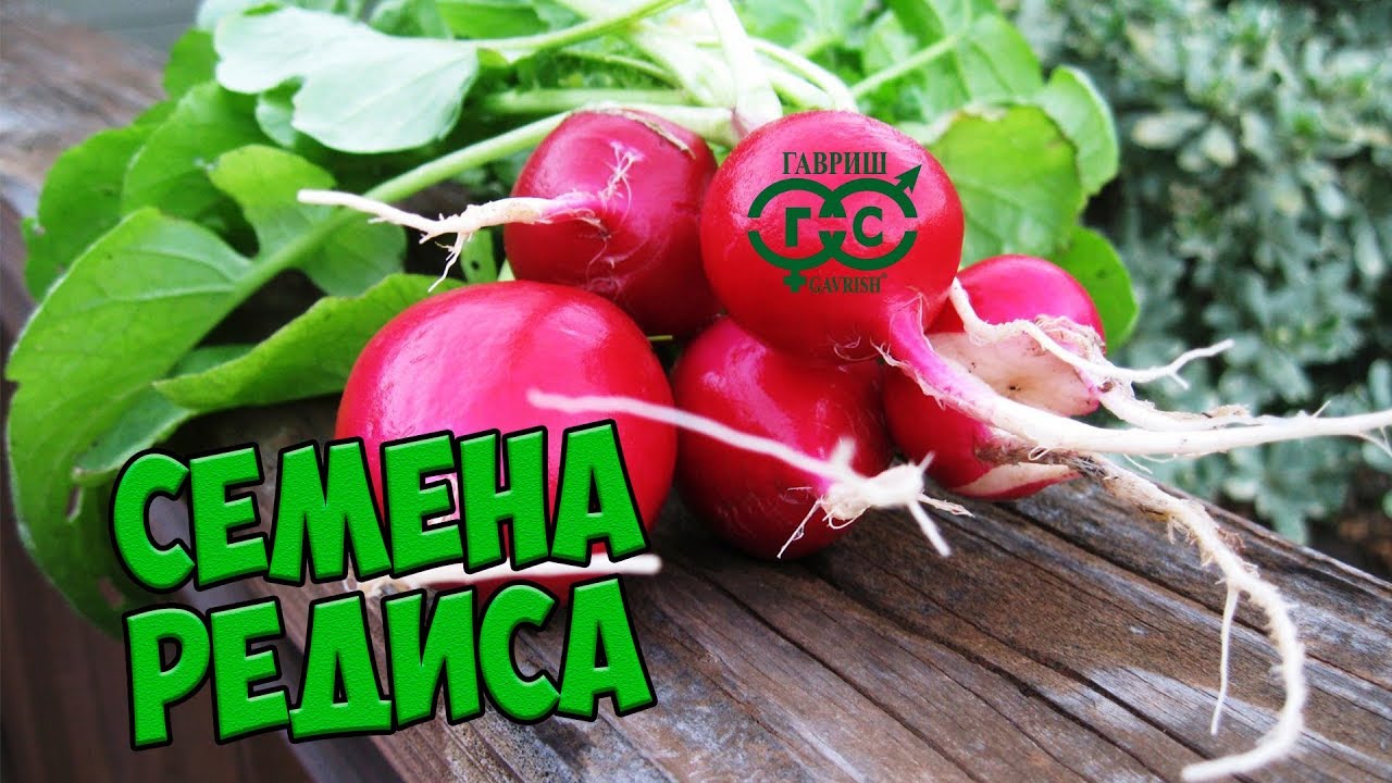 Семена редиса хорошие Семена редиса хорошие