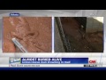 quicksand mud