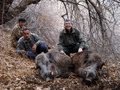 SANGLIER Wild BOAR HUNTING (Chasse) North TADJIKISTAN by Seladang