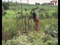 Nature Files: Reforestation project in Mbarara bearing positive results
