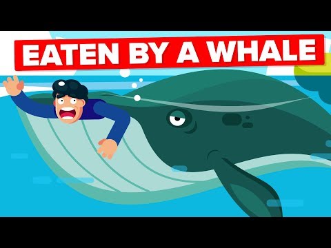 What If a Whale Accidentally Swallowed You?