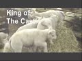 Lambs Playing King of the Castle