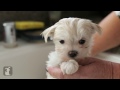 80 Seconds of a Precious Maltese Puppy Getting A Bath