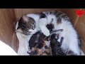 Funny Cats and Dogs Compilation p94
