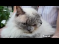 Weird cat with two faces breaks Guinness world record