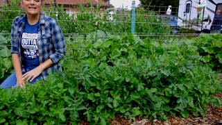 Extend Your Arugula Harvest Period With This Trick