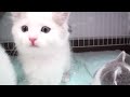 【猫好き】くるにゃ!(マンチカン)《funny cats》