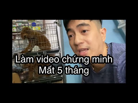 Hướng dẫn cách nuôi chó poodle tiêu chuẩn - hạn chế vỡ size