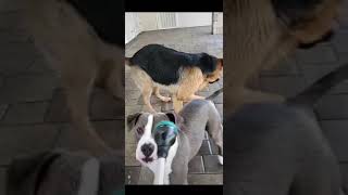 Cachorro Gosto De Um Banho De Mangueira