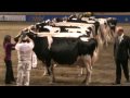 Canadian National Holstein Show - Mature Cows