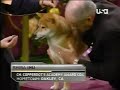 Shiba Inu: Westminster Dog Show 2007