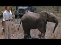 Hatari----music by---Henry Mancini - Baby Elephant Walk---