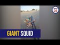 WATCH | Giant squid found stranded on Western Cape beach in r...