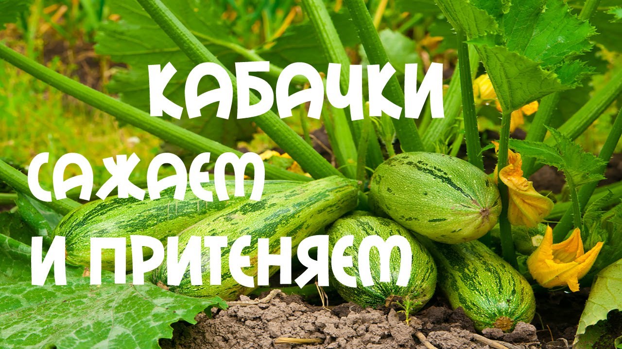 Кабачки сажать в грунт Кабачки сажать в грунт