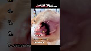 Ranking The Best Angry Kitten Moments