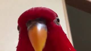 Красный Попугай Мем / Попугай Смеётся И Смотрит В Камеру Мем