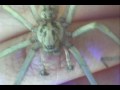gigantea