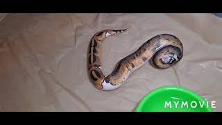 Live Feeding Video I Got Squirt On Lol