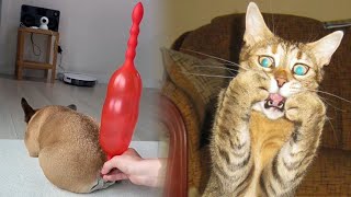 Новые забавные животные 😂 Самые смешные видео про кошек и собак 😹🐶 Часть 9