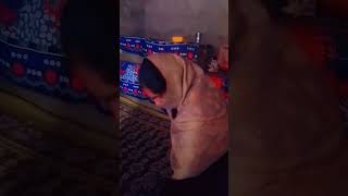 Hot Girl Desi Vlog