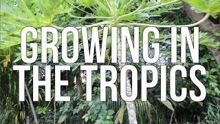 GROWNIG IN THE TROPICS!!