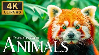Facinating World Animals 4K 🐾 Exploring Relaxation Wonderful Wildlife Film With Relaxing Piano Music